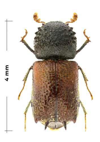 Réf. 340 623 : Sinoxylon muricatum